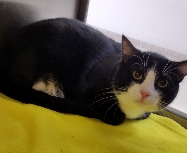 Chicago. 44832, an adoptable Domestic Short Hair in Pocatello, ID, 83205 | Photo Image 2
