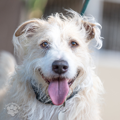 Eddie, an adoptable Airedale Terrier, Mixed Breed in Honolulu, HI, 96826 | Photo Image 1