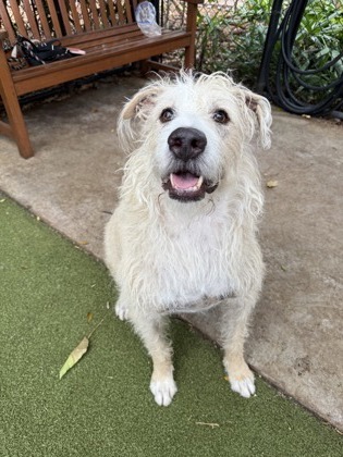 Eddie, an adoptable Airedale Terrier, Mixed Breed in Honolulu, HI, 96826 | Photo Image 2