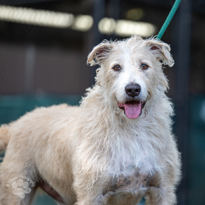 Eddie, an adoptable Airedale Terrier, Mixed Breed in Honolulu, HI, 96826 | Photo Image 2