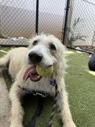 Eddie, an adoptable Airedale Terrier, Mixed Breed in Honolulu, HI, 96826 | Photo Image 3