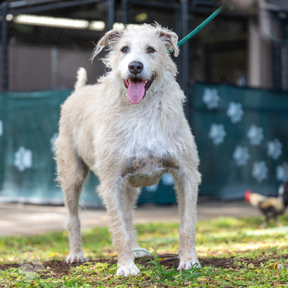 Eddie, an adoptable Airedale Terrier, Mixed Breed in Honolulu, HI, 96826 | Photo Image 3