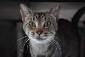 Tin, Adult Male Domestic Short Hair