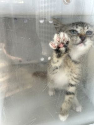 58878000, Adult Male Domestic Short Hair