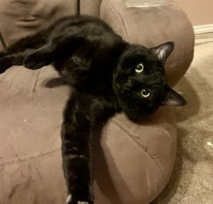 Tommy Boy, Adult Male Domestic Short Hair