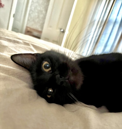 Tokyo (pre adopt)