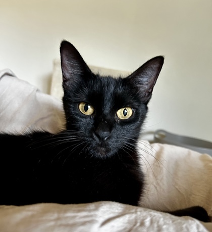 Tokyo (pre adopt)