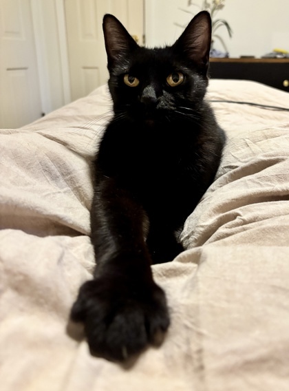Tokyo (pre adopt)
