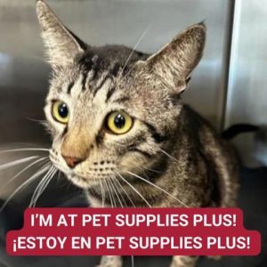 Decklan, Adult Male Domestic Short Hair
