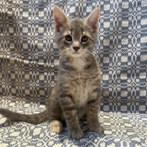 Rudoff, Baby Male Domestic Short Hair