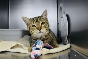 Suede, Young Male Domestic Short Hair