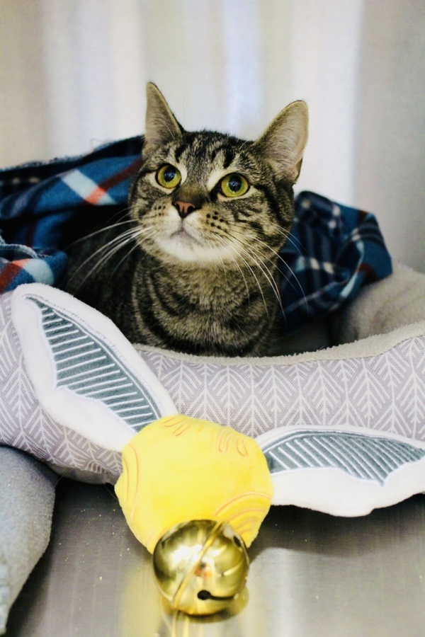 Hermione