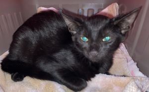 Trail Mix, Baby Female Domestic Short Hair