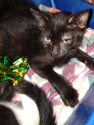 Ghost Kitten, Baby Male Domestic Medium Hair