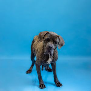 Primary Color Grey Weight 534lbs Age 4yrs 0mths 0wks Animal has been Spayed
