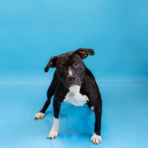 Pen 116 Amelia Hw + Pit Bull Terrier Dog