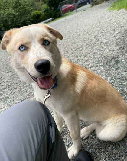 Zelda