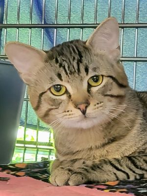 Willy, Adult Male Domestic Short Hair