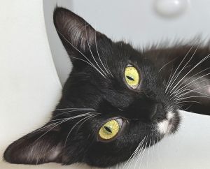 McClure Avenue, Young Female Domestic Short Hair
