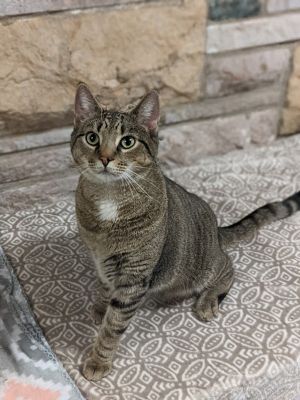Clem Domestic Short Hair Cat