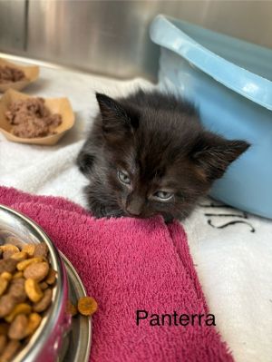 Pantera Domestic Short Hair Cat