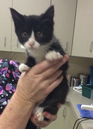 Sassy, Baby Female Domestic Short Hair