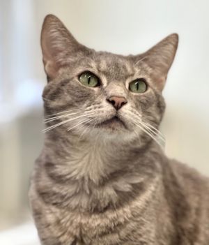 Basil, Adult Female Domestic Short Hair
