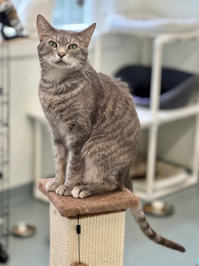 Basil, an adoptable Domestic Short Hair in Cumberland, ME, 04021 | Photo Image 4