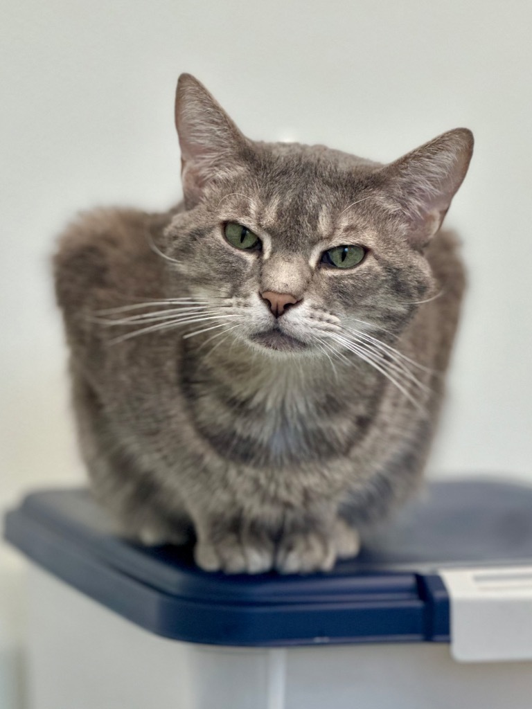 Basil, an adoptable Domestic Short Hair in Cumberland, ME, 04021 | Photo Image 5