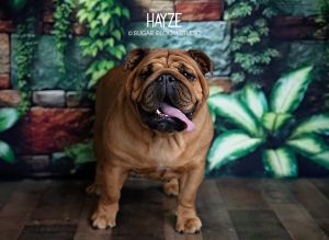 Hayze, Adult Female unknown