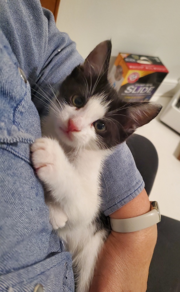 Ollie