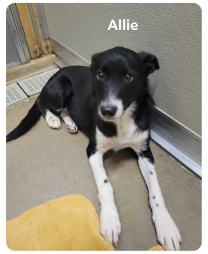 Allie, Adult Female unknown