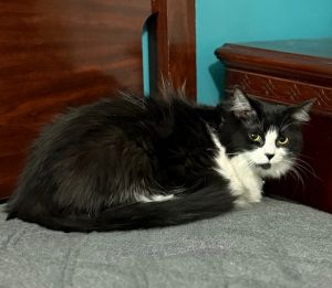 Meet Monchichi AKA Chichi If youve ever dreamed of having a soft fluffy shadow who loves nothing 