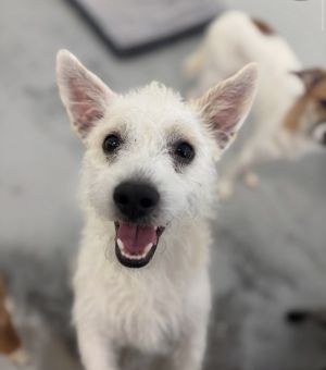 Jake Terrier Dog