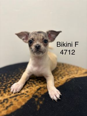 Bikini #4712 Pug Dog