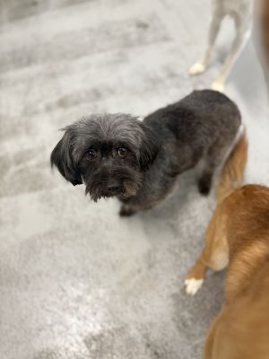 Lady Liberty Terrier Dog