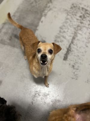 Russ Chihuahua Dog