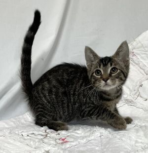 Jessie, Baby Female Domestic Short Hair