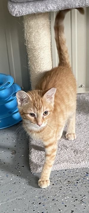 Pixie, Baby Female Domestic Short Hair