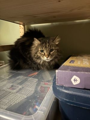 Sophie Domestic Long Hair Cat