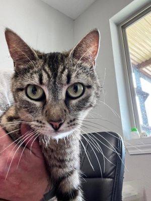 Granola, Young Female Domestic Short Hair