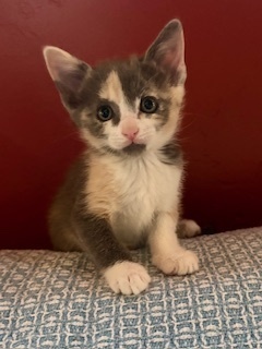 June Bug, Baby Female Calico