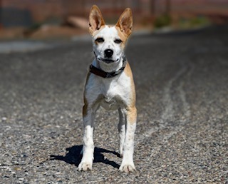 Jude, an adoptable Mixed Breed in Page, AZ, 86040 | Photo Image 1