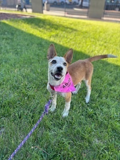 Jude, an adoptable Mixed Breed in Page, AZ, 86040 | Photo Image 2