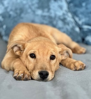 Shilo, an adoptable Golden Retriever, Mixed Breed in Page, AZ, 86040 | Photo Image 2