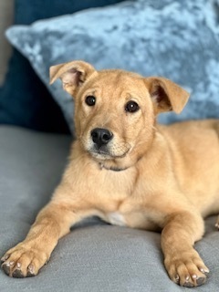 Shilo, an adoptable Golden Retriever, Mixed Breed in Page, AZ, 86040 | Photo Image 4