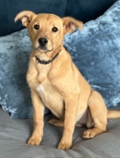 Shilo, an adoptable Golden Retriever, Mixed Breed in Page, AZ, 86040 | Photo Image 5