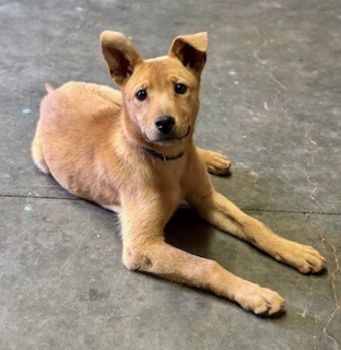Shilo, an adoptable Golden Retriever, Mixed Breed in Page, AZ, 86040 | Photo Image 6