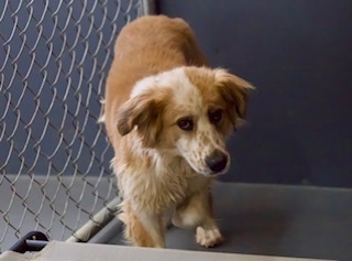 Freckles, an adoptable Mixed Breed in Page, AZ, 86040 | Photo Image 1