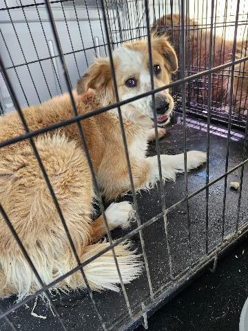 Freckles, an adoptable Mixed Breed in Page, AZ, 86040 | Photo Image 2